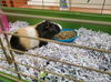 adoptable Guinea Pig in upland, CA named ROUX