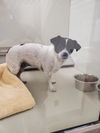 adoptable Dog in upland, CA named A071288