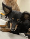 adoptable Dog in upland, CA named A071308