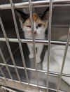 adoptable Cat in Upland, CA named A072475