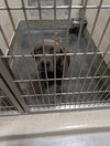 adoptable Dog in Upland, CA named A072478