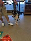 adoptable Dog in Upland, CA named A072483