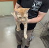 adoptable Cat in Upland, CA named A072484