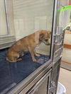 adoptable Dog in Upland, CA named A072485