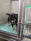 adoptable Dog in Upland, CA named A072486