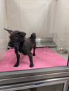 adoptable Dog in  named A072487