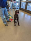 adoptable Dog in  named A072488