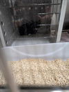 adoptable Cat in upland, CA named A072490