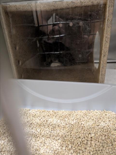adoptable Cat in Upland, CA named A072491