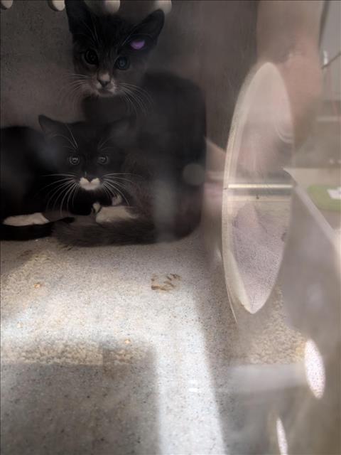 adoptable Cat in Upland, CA named A072496