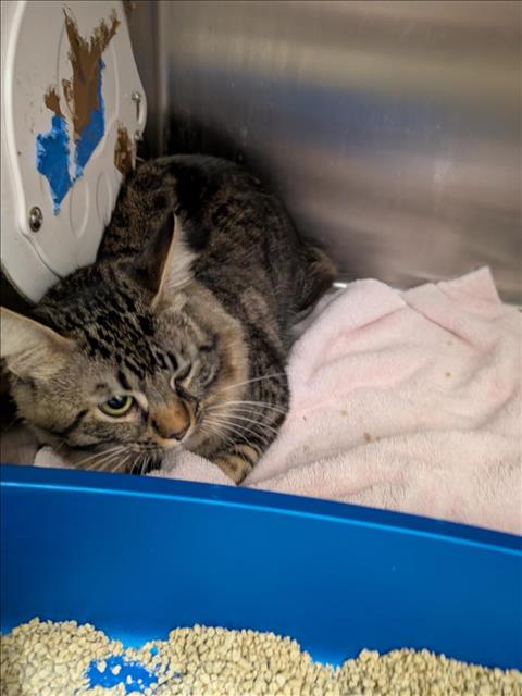 adoptable Cat in Upland, CA named A072499