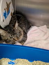 adoptable Cat in  named A072499