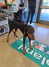 adoptable Dog in  named A072501
