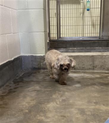 adoptable Dog in Upland, CA named UNKNOWN