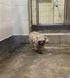 adoptable Dog in  named UNKNOWN