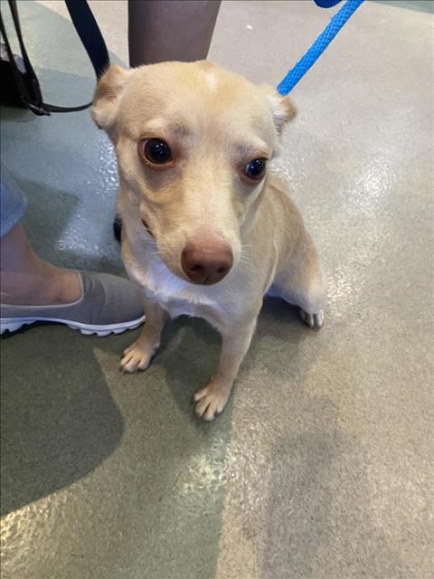 adoptable Dog in Upland, CA named UNKNOWN