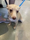 adoptable Dog in  named UNKNOWN