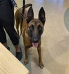 adoptable Dog in ,  named GUNNER