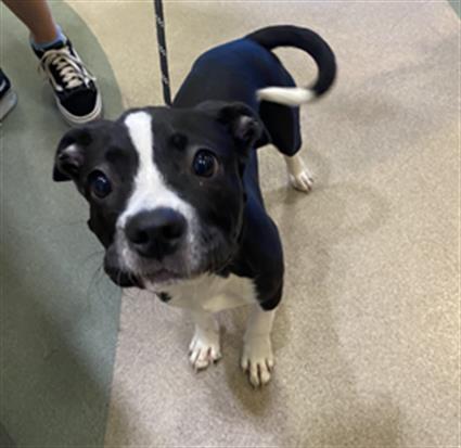 adoptable Dog in Upland, CA named UNKNOWN