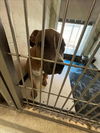 adoptable Dog in  named A072524