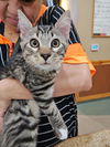 adoptable Cat in  named A072525