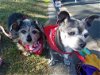 Frida (& Patches *Bonded Pair*) D160729