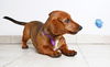Daisy D160870