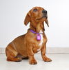 Daisy D160870