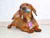 Daisy D160870