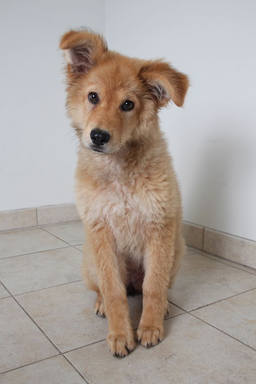 Nala D160881