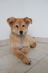 Nala D160881