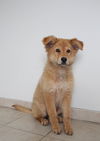 Nala D160881