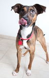 Abby D161054