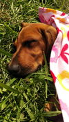 Abbie D161071