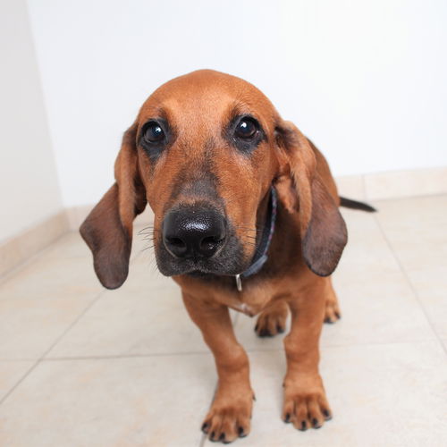 Abbie D161071