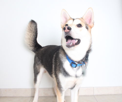 Dakota (and Klondike) *Bonded Pair* D161307