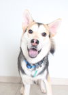 Dakota (and Klondike) *Bonded Pair* D161307