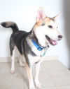 Dakota (and Klondike) *Bonded Pair* D161307