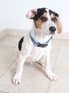 Paco D161357