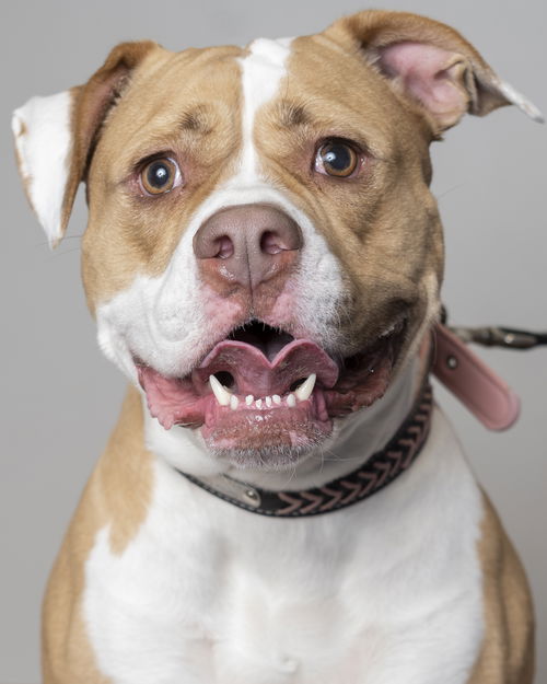 Daisy D161483