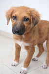 Sable D161772