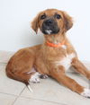 Sable D161772