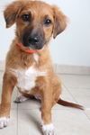 Sable D161772