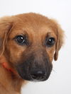 Sable D161772