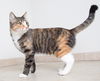 Bailee C160361