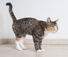 Bailee C160361