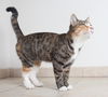 Bailee C160361