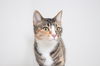 Bailee C160361