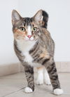 Bailee C160361