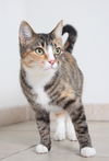Bailee C160361